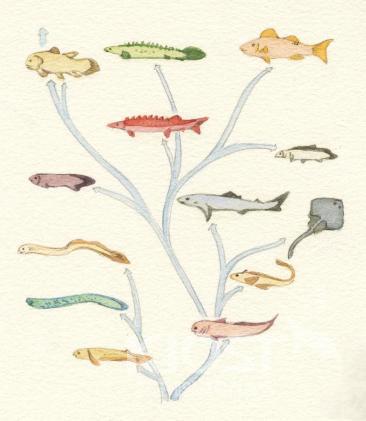 척추동물 가운데 물고기의 진화 계통도 의 사진
