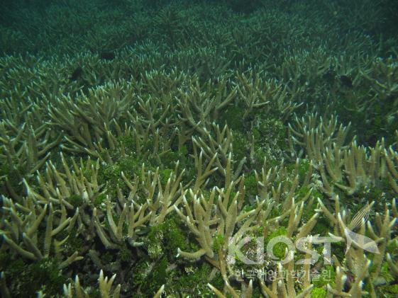 해마가사는 환경, 산호초 의 사진
