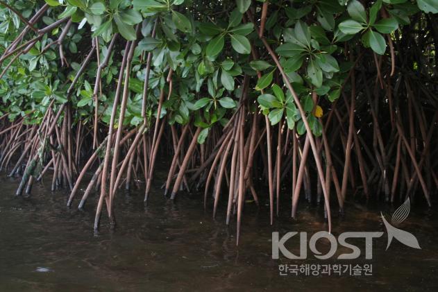 해마가사는 환경, 맹그로브 의 사진