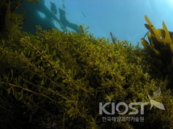 해마가사는 환경, 해조류의 숲 의 사진