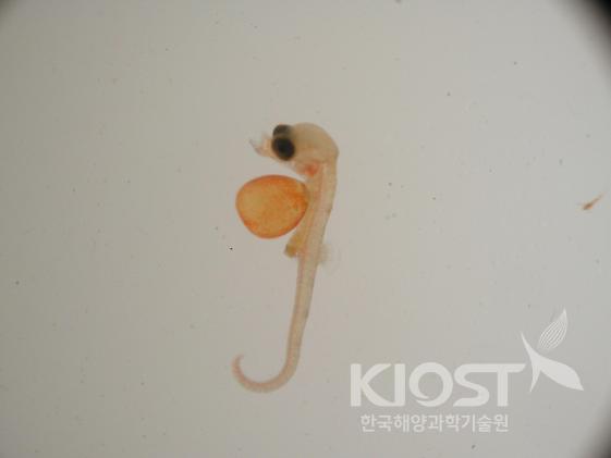 해마의 성장과정, 출산 직전 난항을 달고 있는 보육낭어 의 사진