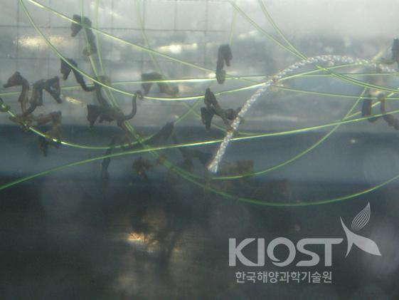긴장과 설렘 속에 탄생한 한국산 해마의 이틀째 모습 의 사진