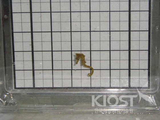 한국산 해마의 배양, 실험실에서 막 부화된 한국산 새끼해마 의 사진