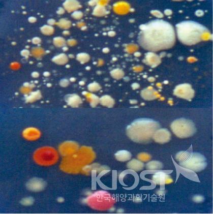 해양환경에서 분리된 미생물- 연안 미생물 콜로니(상) 의 사진