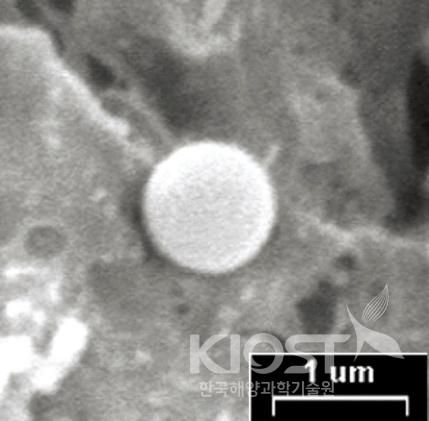 90℃에서 자라는 초호열성미생물 써모코커스 (Thermococcus) NA1(하) 의 사진