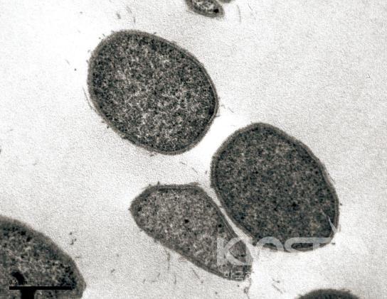 초고온성 고세균류 써모코커스 NA1(우) 의 사진