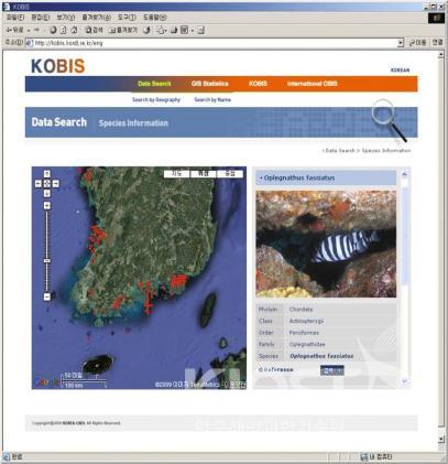 한국 해양생물 지리정보시스템(KOBIS) 의 사진