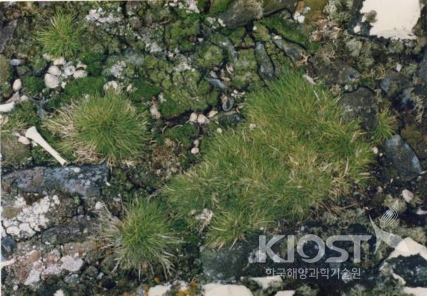 잔디 계통인 남극좀새풀 의 사진