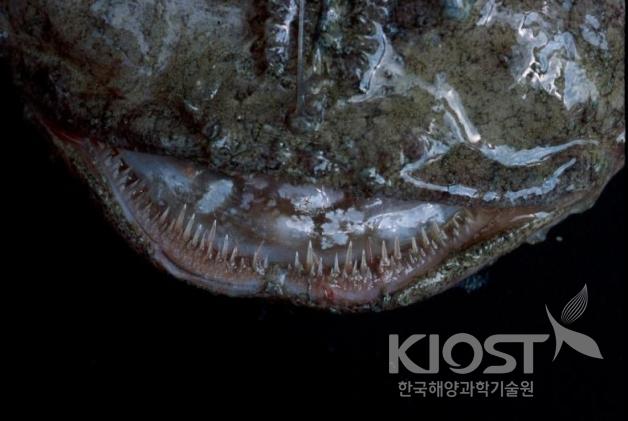 먹이를 유인해 잡아먹는 아귀의 날카로운 이빨 의 사진
