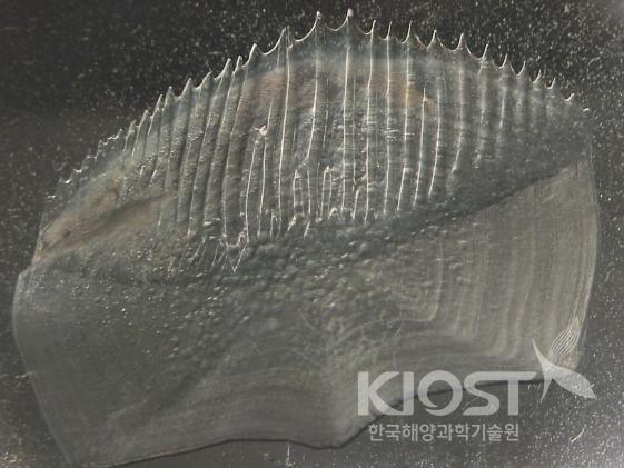 도화돔의 빗비늘 의 사진
