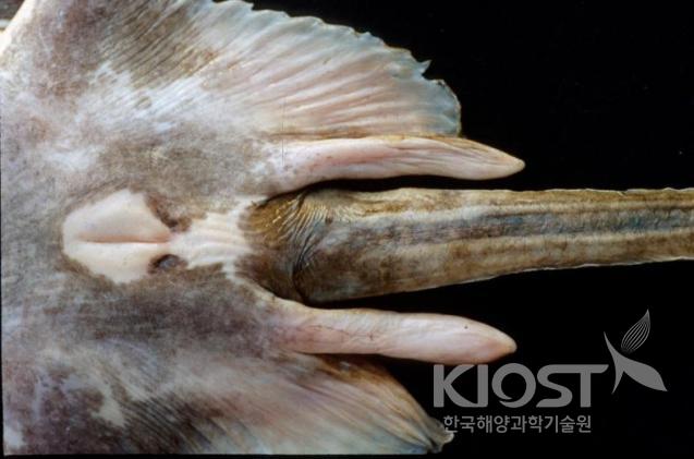 참홍어 수컷의 교접기 의 사진