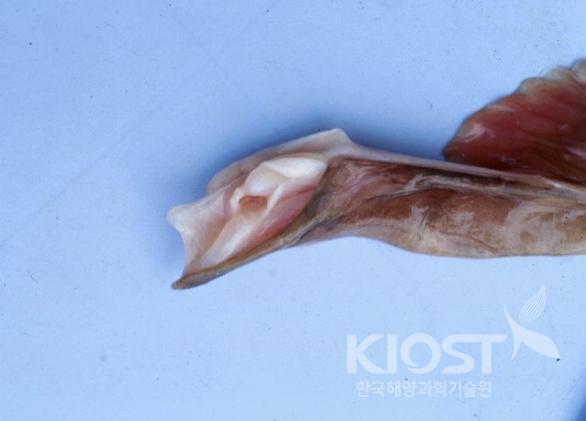 구조가 정교한 홍어 수컷의 교접기 의 사진