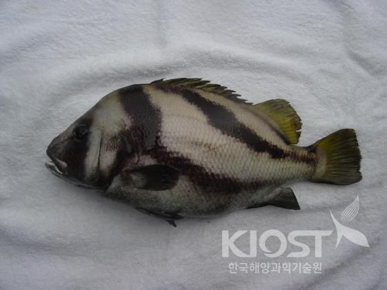 동갈돗돔의 평상시 몸 색 의 사진