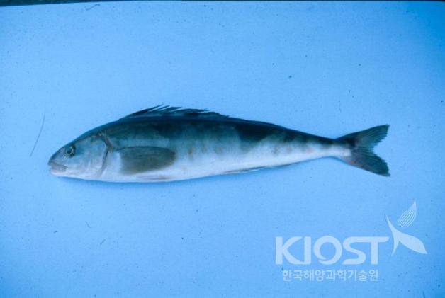 임연수어 의 사진