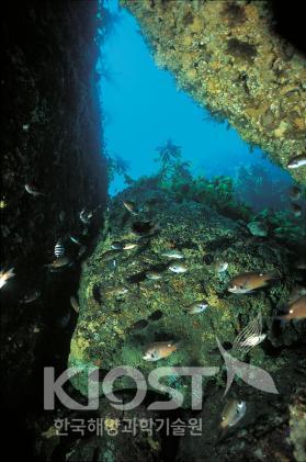 함께 유영하는 자리돔과 인상어 의 사진