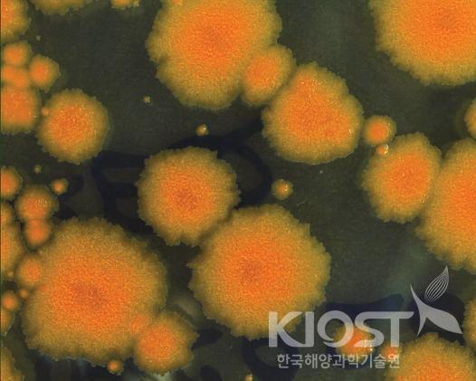 가거초 해면에 공생하는 미생물 의 사진