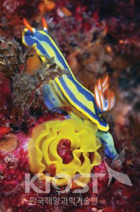 파란갯민숭달팽이의 산란 모습 의 사진