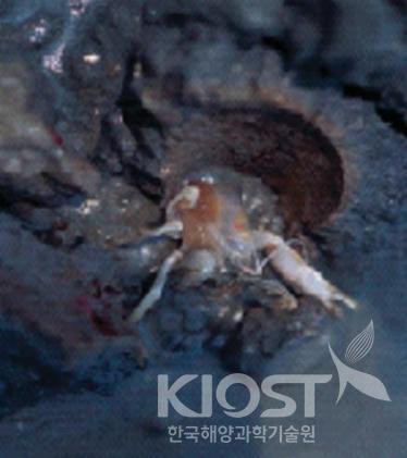 시화호 갯벌에 사는 대형 저서동물 의 사진