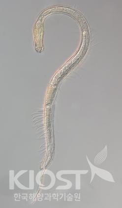 해양선형동물의 고배율 현미경 사진 및 세밀화 의 사진