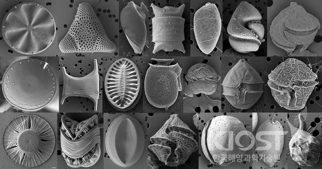 해양 식물 플랑크톤의 형태 의 사진