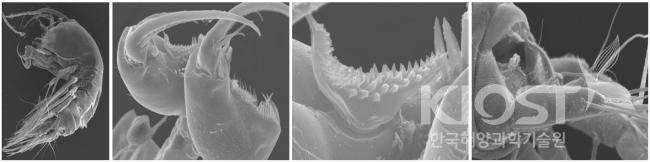 인도양 주앙해령대 심해열수공(온누리 열수공)에서 출현한 저서성 요각류 신종 의 사진