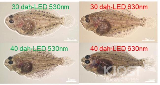 LED 파장별 넙치 자어 성장 변화와 넙치 성장률 비교 의 사진