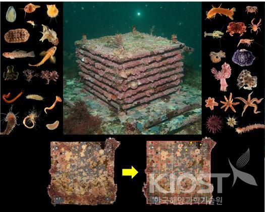 ARMS에서 확인된 다양한 해양생물 및 부착판 이미지 분석 방법 의 사진
