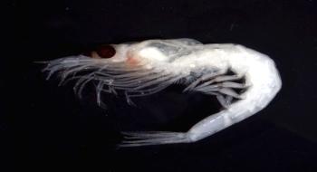 독도주변에서 볼 수 있는 동물플랑크톤-난바다곤쟁이