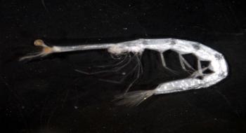 독도주변에서 볼 수 있는 동물플랑크톤-십각류 의 사진