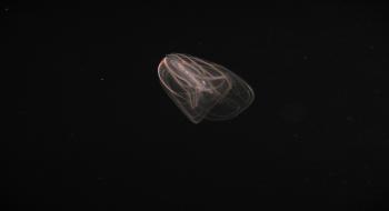 빛해파리의 발광 (2종) 의 사진