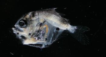 다양한 부유유생 (꽁치알, 멸치알, 앨퉁이알 등 어린 물고기알) 의 사진