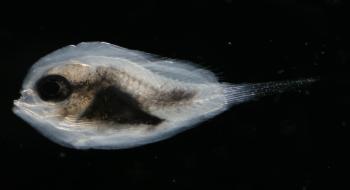 다양한 부유유생 (꽁치알, 멸치알, 앨퉁이알 등 어린 물고기알) 의 사진