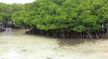 열대 바닷가의 맹그로브 숲 의 사진