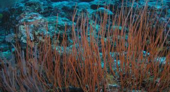 산호 2 (식물모양을 한 바다 동물)