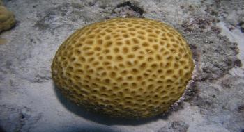 다양한 모양으로 성장하는 산호6