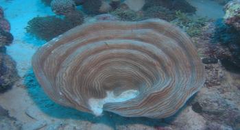 다양한 모양으로 성장하는 산호8 의 사진
