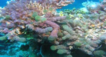 산호초 주변에서 자라는 해조류3