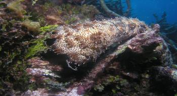 산호초 주변에서 먹이를 먹는 해삼 의 사진