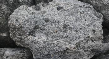 육지에서 발견된 산호 화석 의 사진