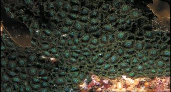 우리나라 바다에서 살아가는 산호. 돌산호류