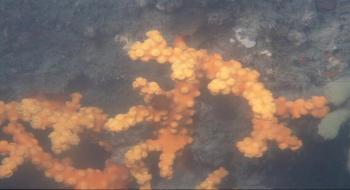 우리나라 바다에서 살아가는 산호. 돌산호류2 의 사진