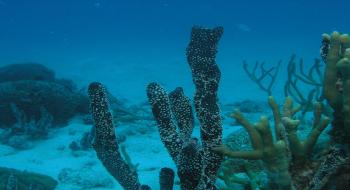 질병 치료제로 연구 중인 산호초 주변의 해면동물1