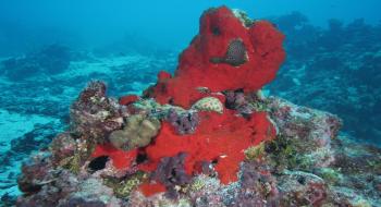 질병 치료제로 연구 중인 산호초 주변의 해면동물