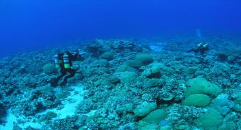 산호초 풍경 의 사진
