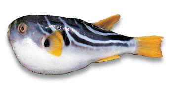 흰 살 생선-복어 의 사진