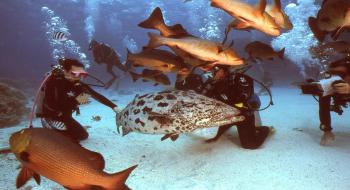 수중 생물들과 즐거운 시간을 가질 수 있는 호주의 산호초 해역