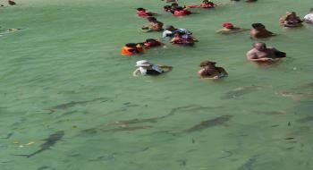 말레이시아 랑카위 코랄 해양공원에서는 상어를 비롯한 물고기들이 매일 관광객과 어울려 논다