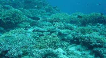 코호주의 대보초에는 산호와 다양한 바다생물들이 건강한 수중생태계를 이루고 있다
