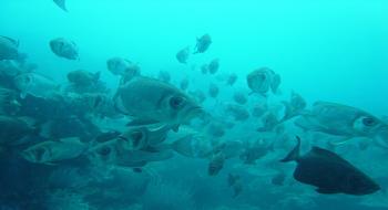 물고기들의 세상인 팔라우 바다 속에는 다양한 어종이 떼를 지어 살아간다