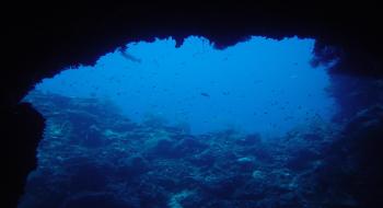 건강한 산호초와 바다생물들이 잘 보존되어 있는 팔라우 연안 물속 의 사진